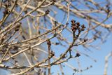 genus Fraxinus