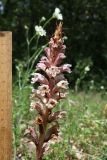 Orobanche callieri. Соцветие. Крым, Севастополь, Байдарская дол., опушка лиственного леса. 29 мая 2025 г.