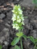 Sideritis hyssopifolia
