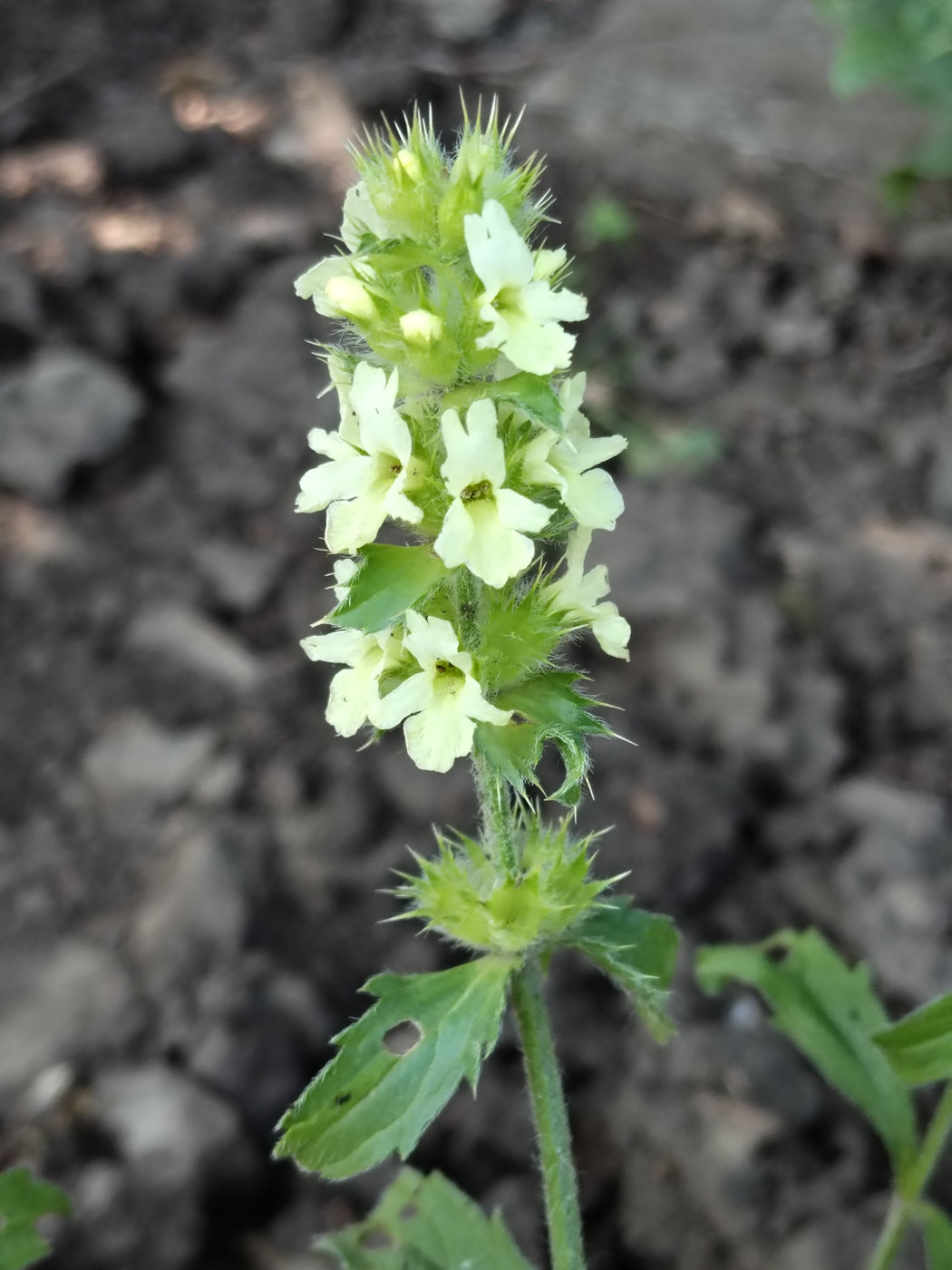 Изображение особи Sideritis hyssopifolia.
