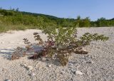 Laserpitium hispidum