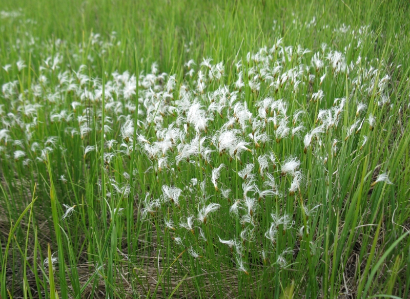 Image of Trichophorum alpinum specimen.