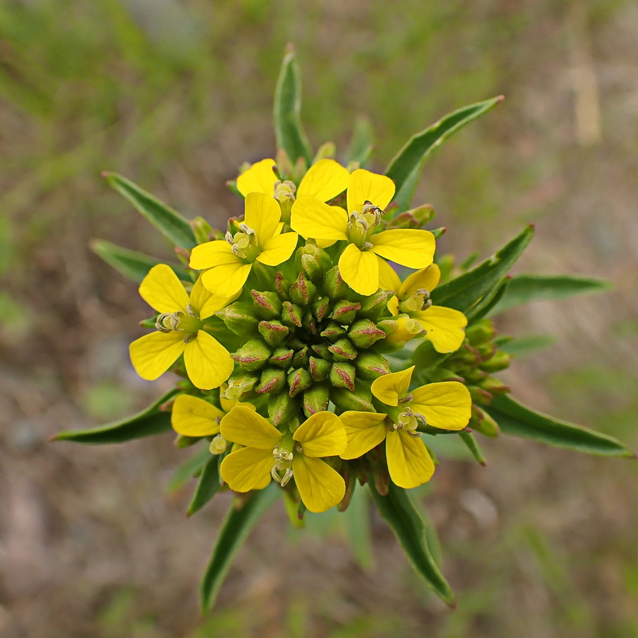 Image of Erysimum cheiranthoides specimen.