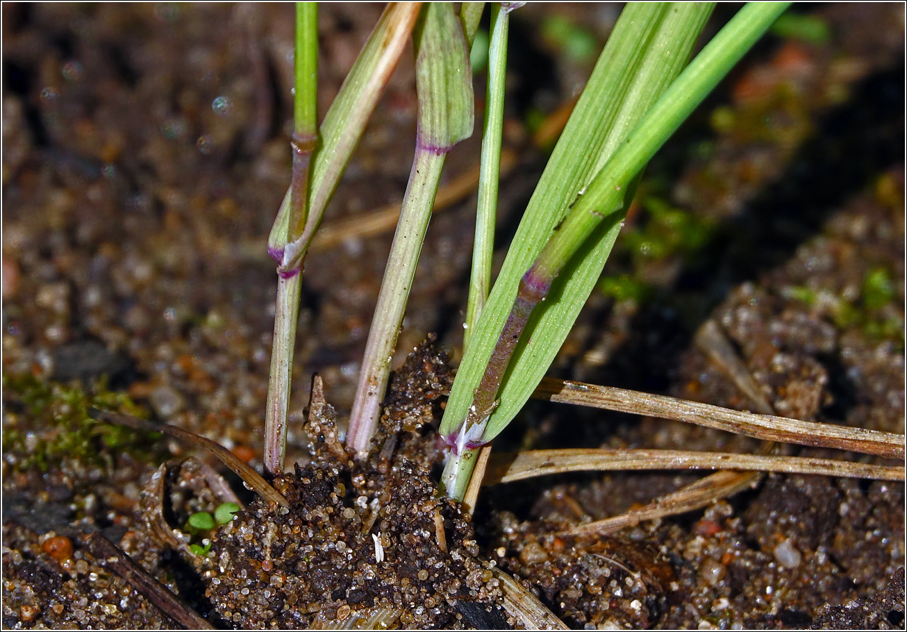 Image of Briza maxima specimen.