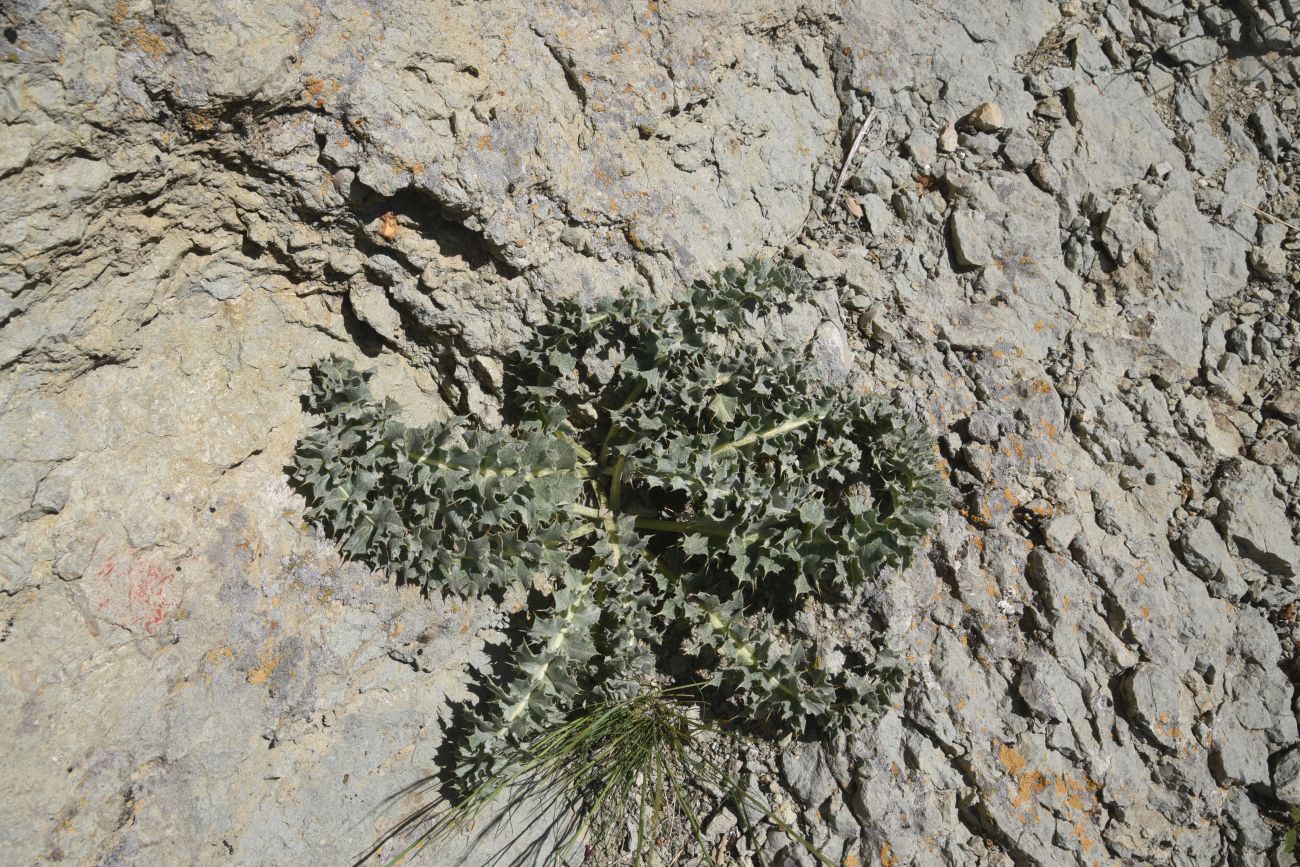 Изображение особи семейство Asteraceae.