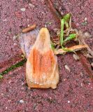 Liriodendron tulipifera. Опавшие лепестки. Калининградская обл., пос. Янтарный, парк им. М. Беккера. 28.07.2025.