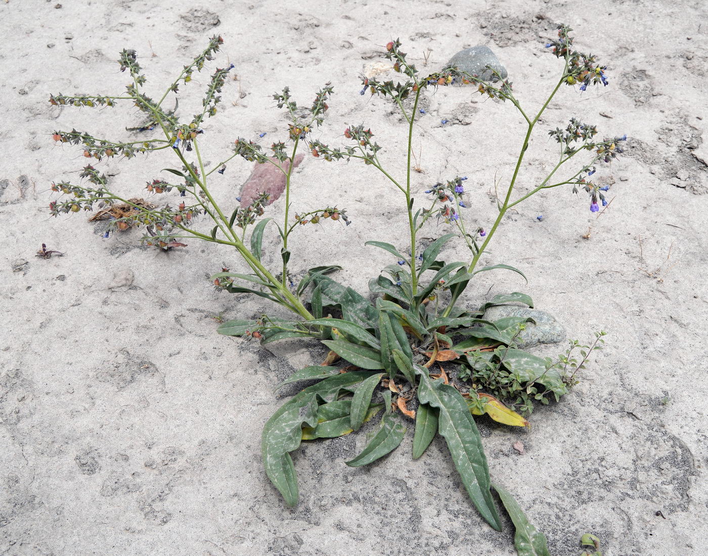 Изображение особи семейство Boraginaceae.