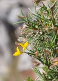 Genista acanthoclada. Часть кроны отцветающего растения. Турция, пров. Мугла, р-н Даламан, округ Капукаргын, п-ов Капыдаг, бухта Явансу (Yavansu Koyu), берег Средиземного моря, маквис. 05.05.2025.