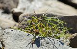Cyperus michelianus. Цветущее и плодоносящее растение. Приморский край, Октябрьский р-н, окр. с. Чернятино, дол. р. Раздольная на левом берегу, пойма, на галечниково-илистой отмели. 08.09.2025.