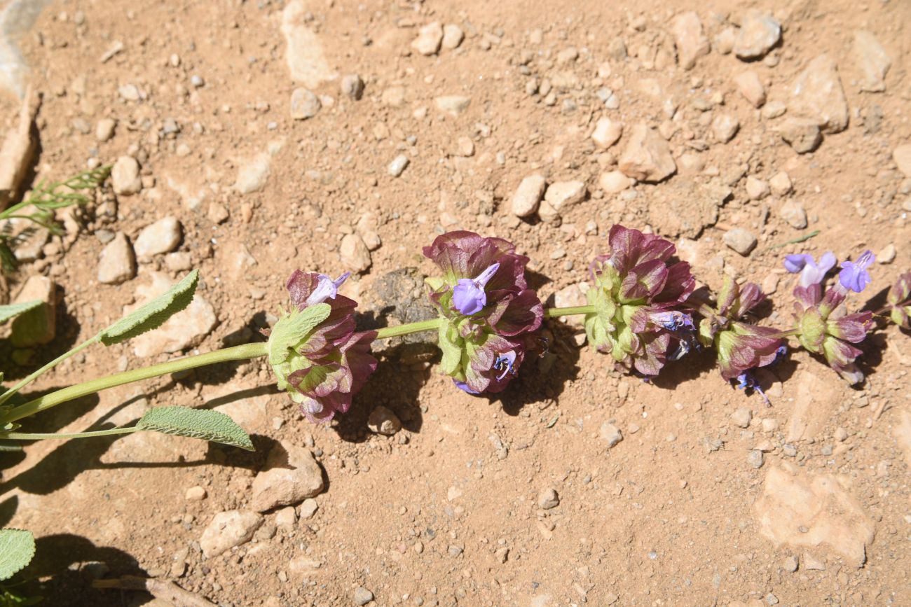 Изображение особи род Salvia.