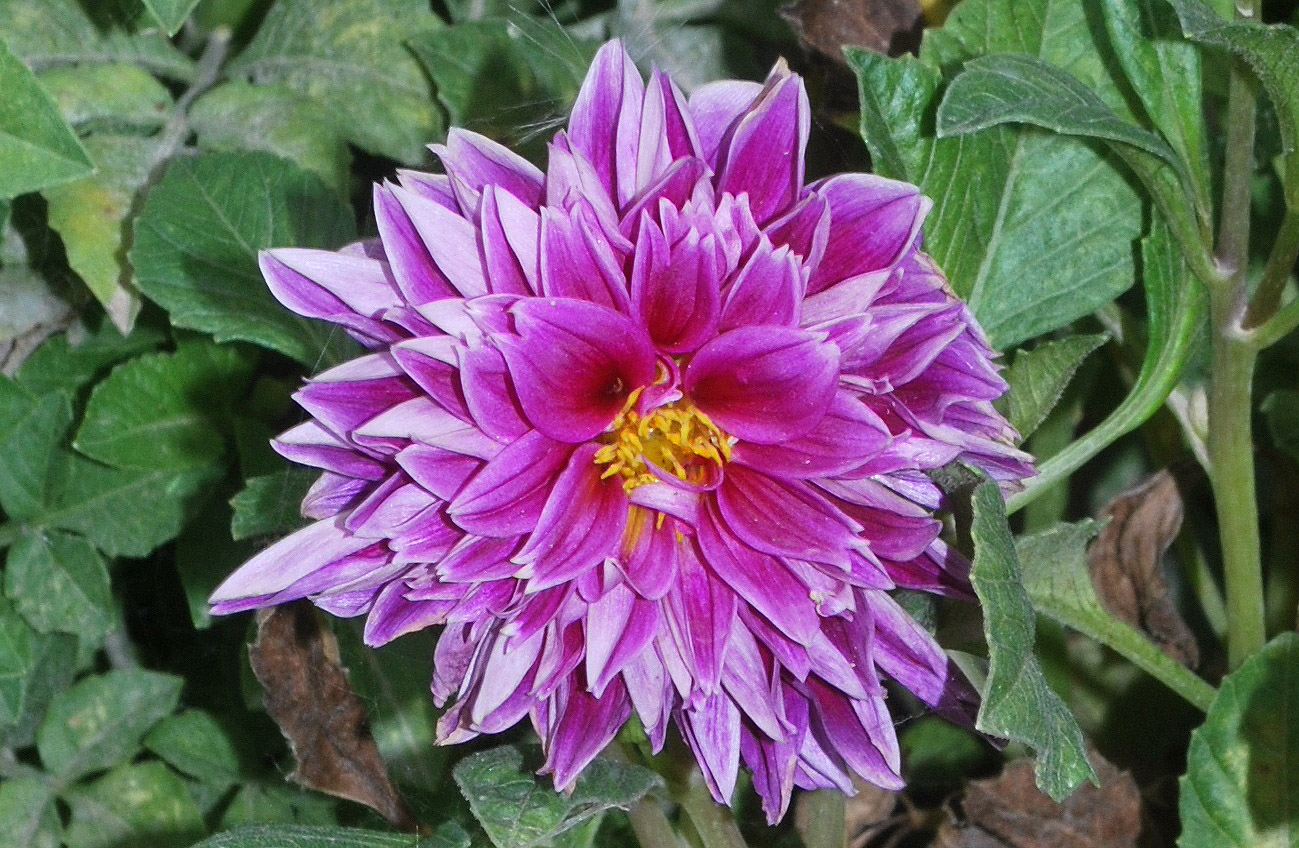 Image of Dahlia &times; cultorum specimen.