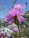 Centaurea × comperiana