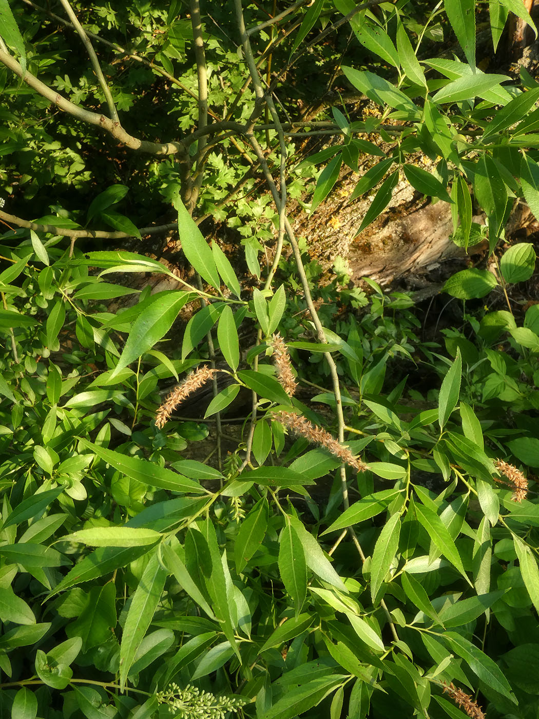 Image of Salix triandra specimen.