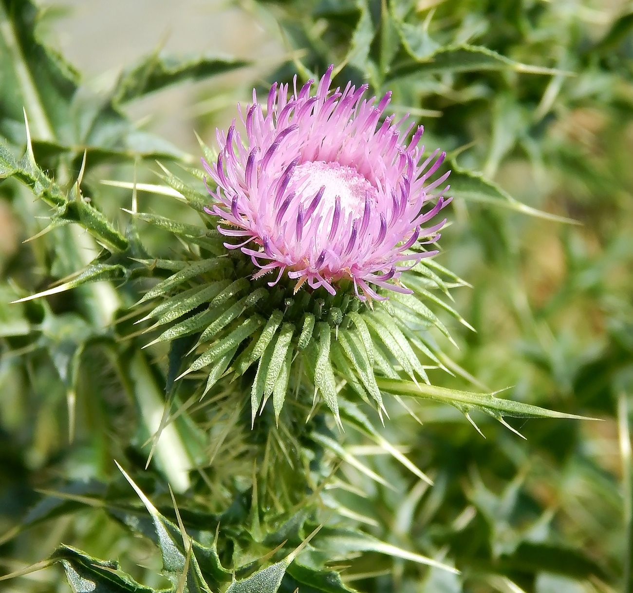 Изображение особи Carduus acanthoides.