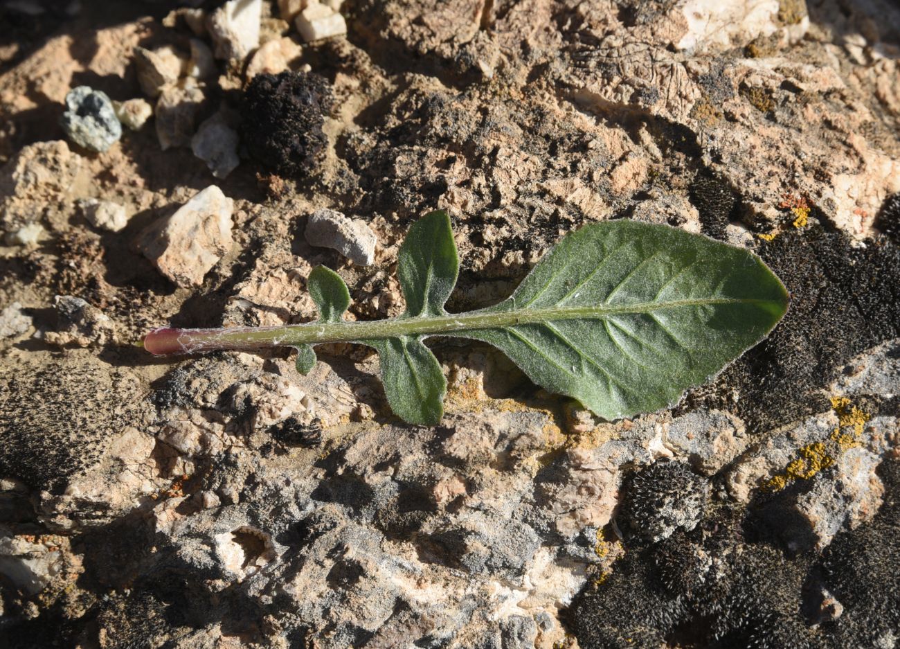 Image of familia Asteraceae specimen.
