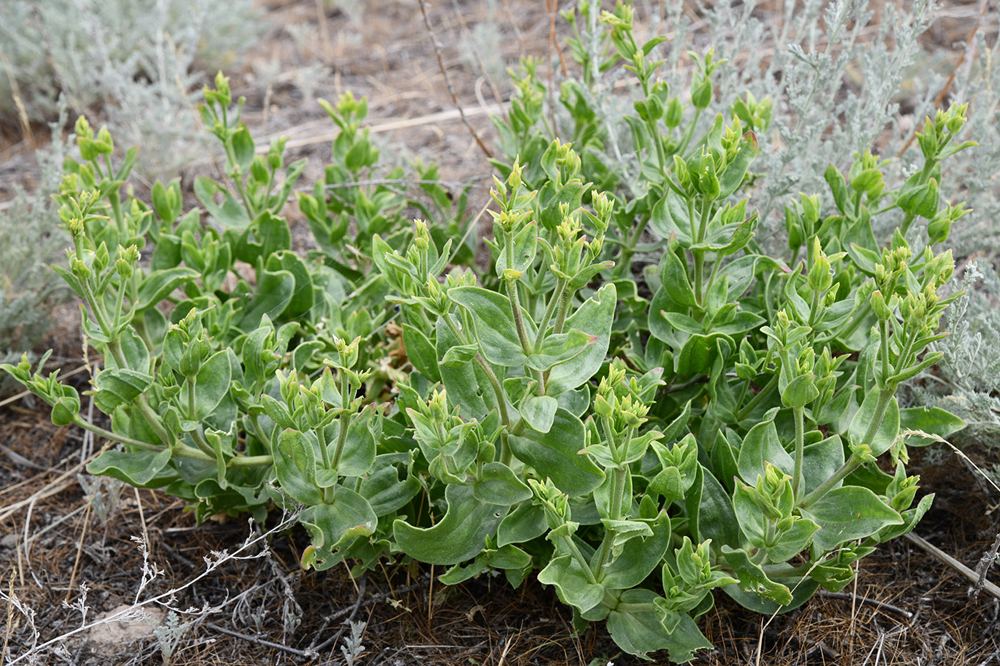 Изображение особи семейство Caryophyllaceae.