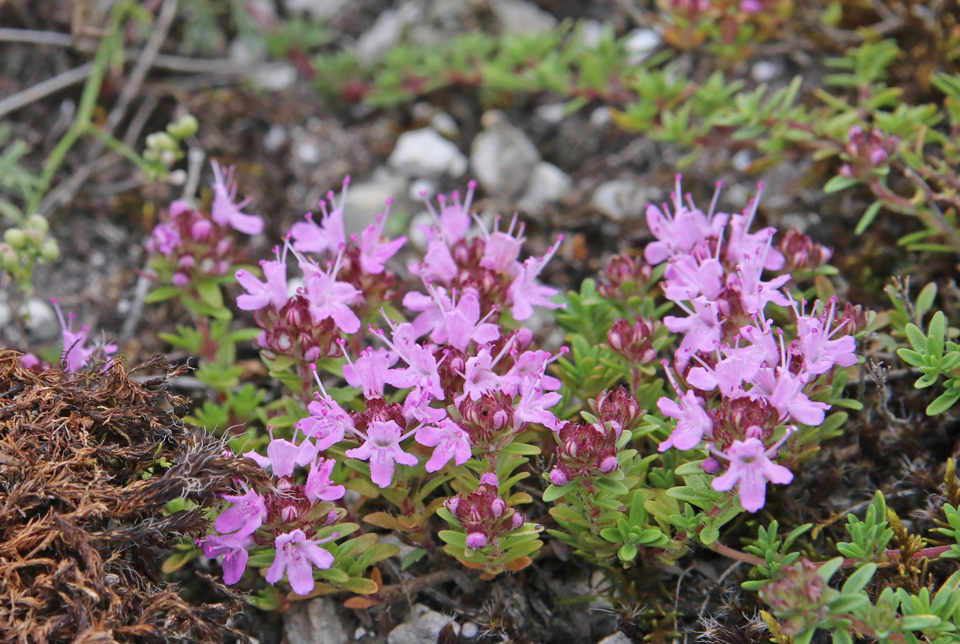 Image of Thymus calcareus specimen.