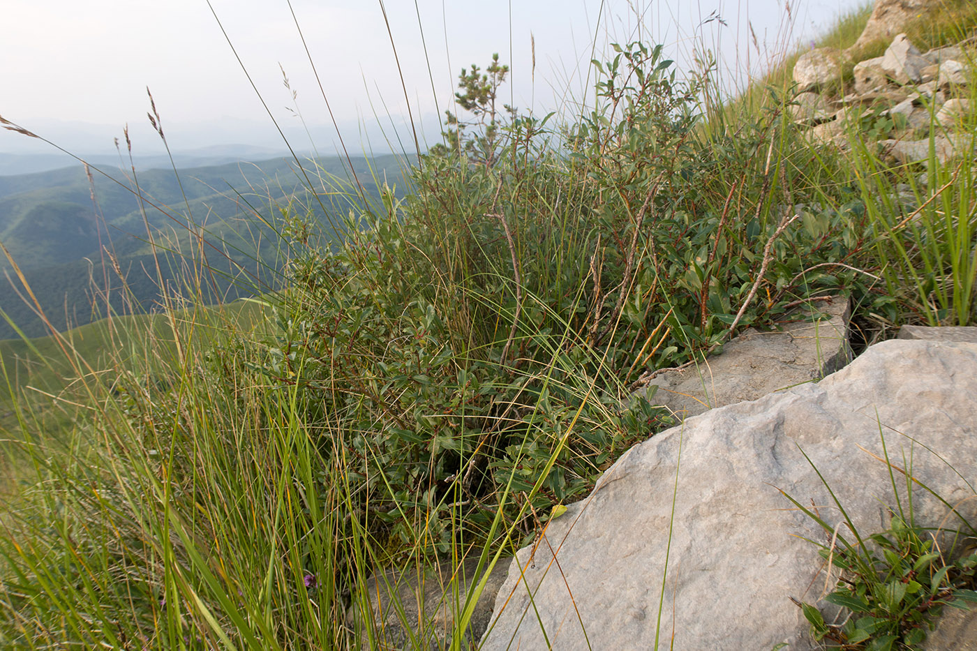 Image of Salix kazbekensis specimen.
