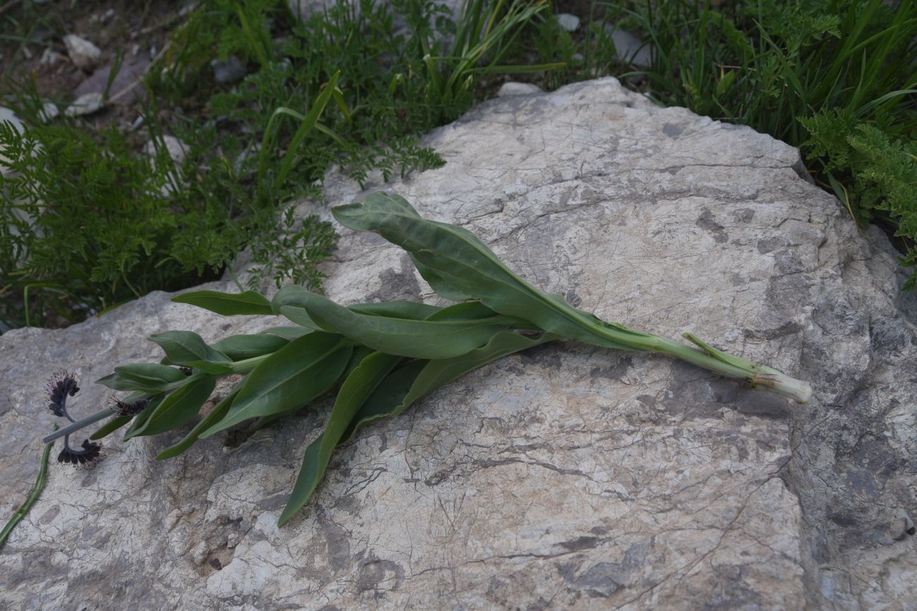 Изображение особи Solenanthus stamineus.