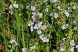 Veronica serpyllifolia