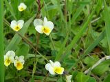 Viola arvensis