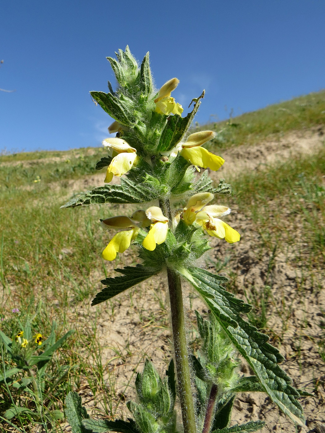 Image of Phlomoides labiosa specimen.