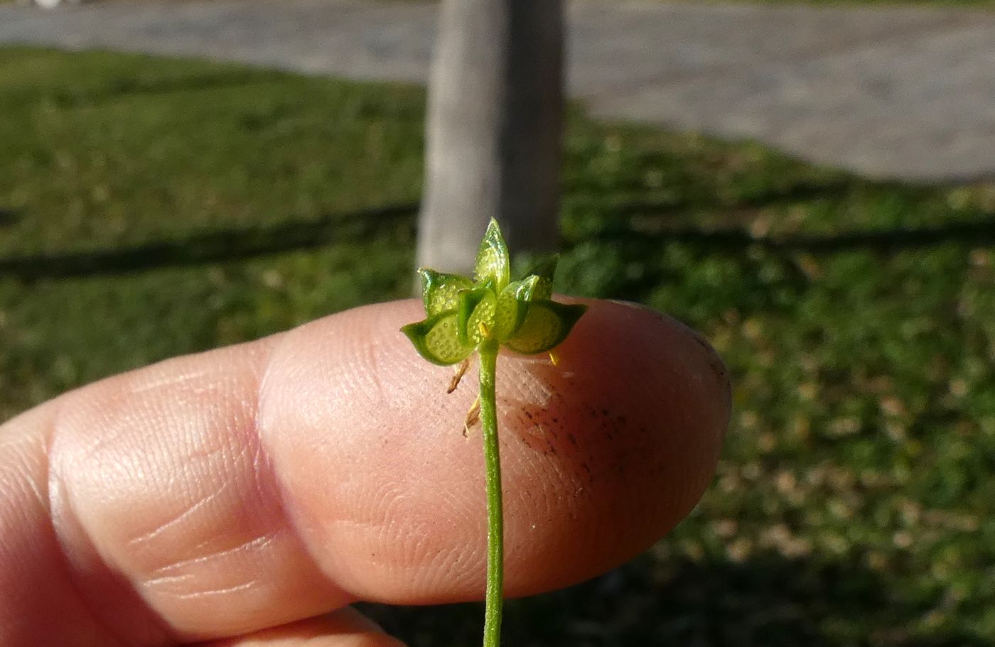 Изображение особи Ranunculus muricatus.