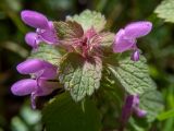 Lamium purpureum. Верхушка цветущего растения. Крым, окр. г. Судак, с.-в. склон горы Перчем, обочина грунтовой дороги. 23.04.2025.