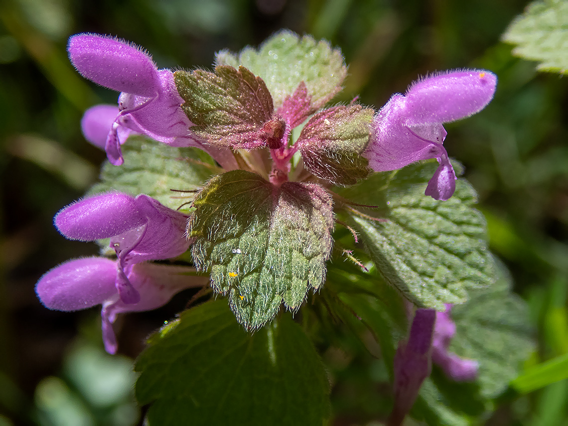 Image of Lamium purpureum specimen.
