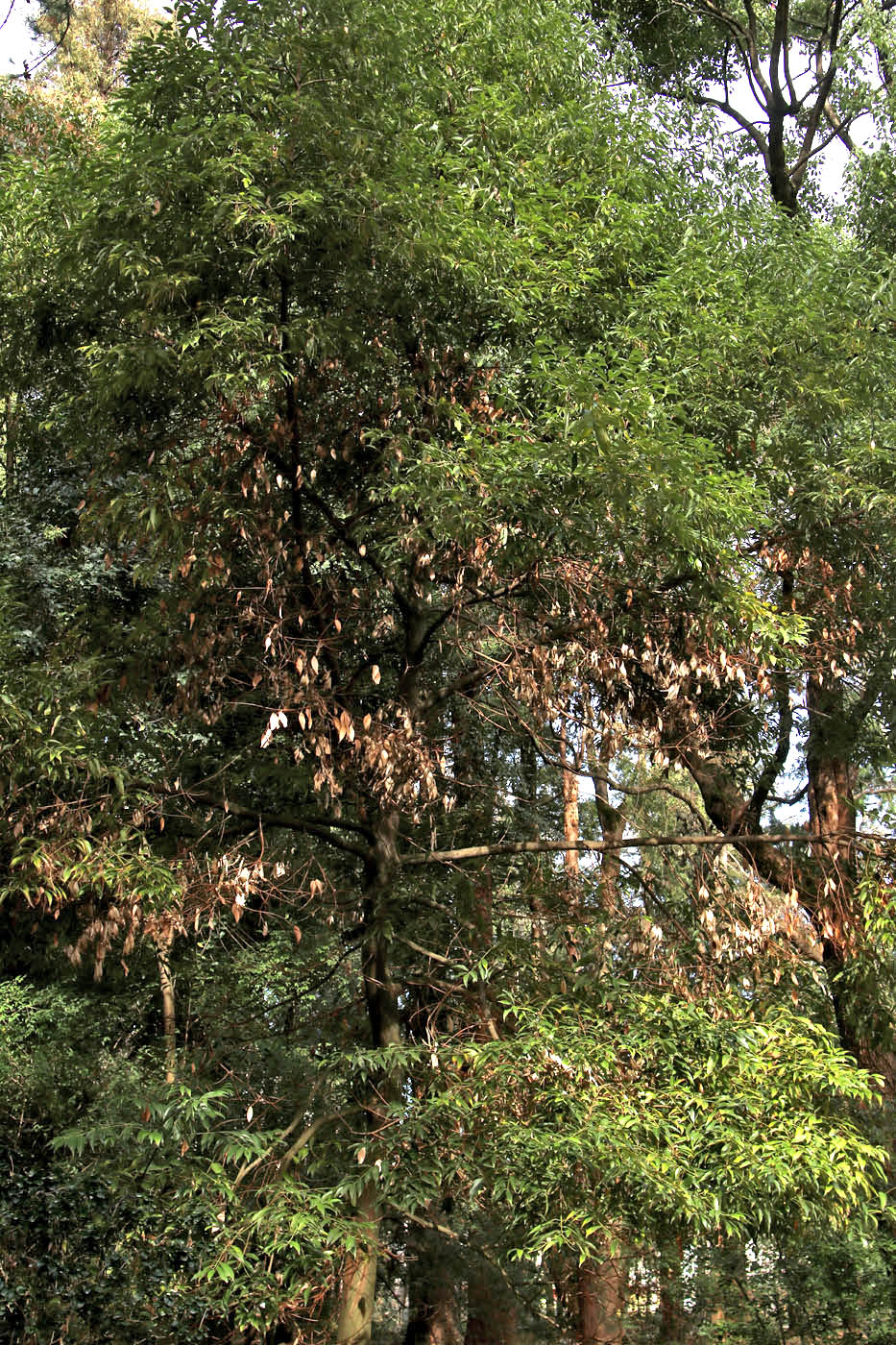 Изображение особи Cinnamomum sieboldii.