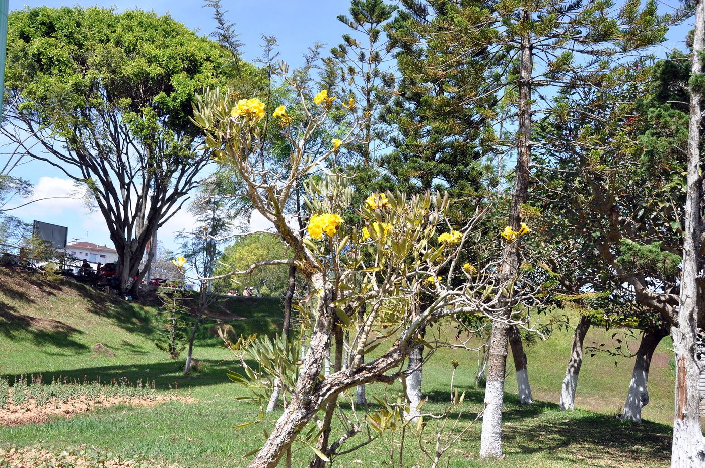 Image of Tabebuia caraiba specimen.