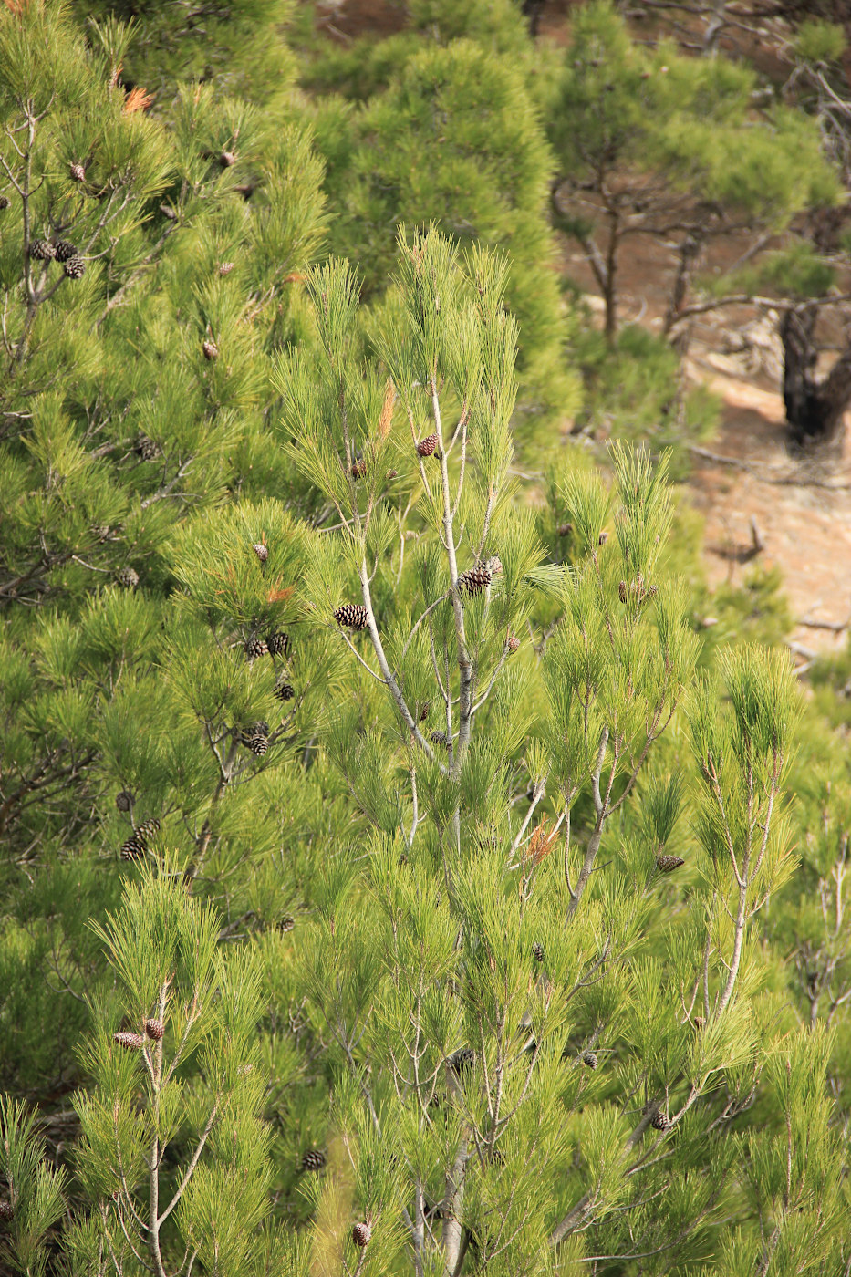 Изображение особи Pinus pityusa.