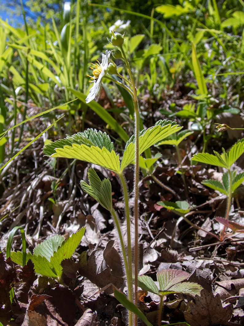 Image of genus Fragaria specimen.