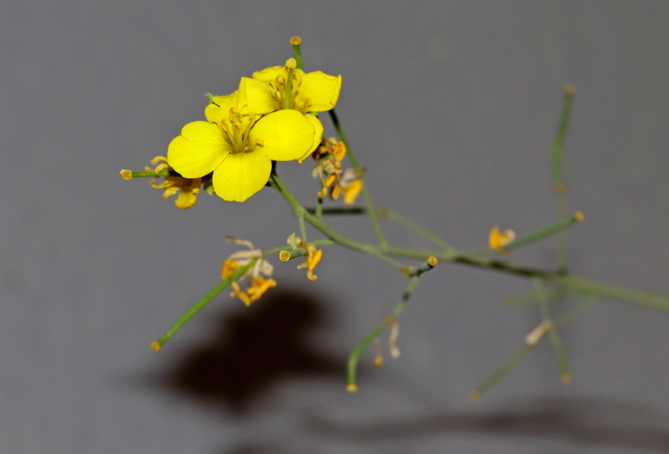 Изображение особи Diplotaxis tenuifolia.