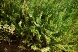 Tanacetum millefolium. Листья. Астраханская обл., Наримановский р-н, окр. с. Николаевка, давно обсохшая часть ложа солёного ильменя Камышовый. 17.05.2026.