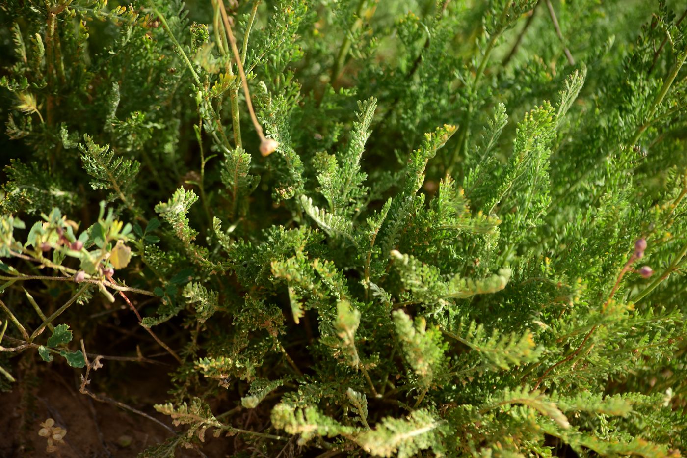 Image of Tanacetum millefolium specimen.