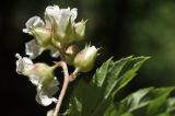 View full-size image Rubus crataegifolius