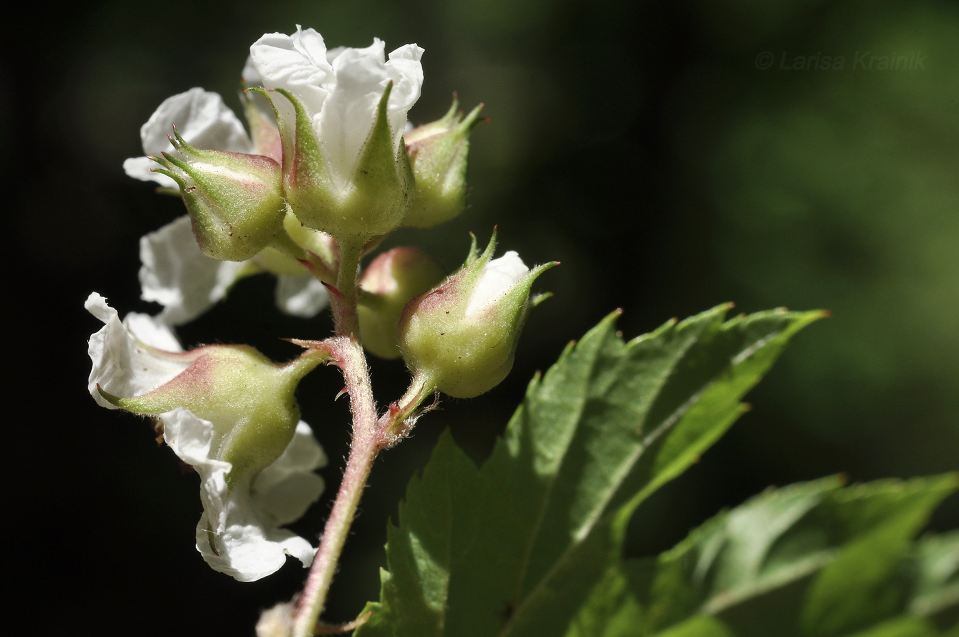 Image of Rubus crataegifolius specimen.