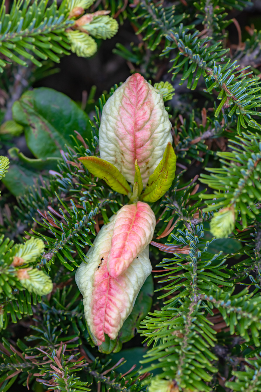 Изображение особи Rhododendron aureum.