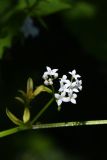 Galium palustre. Соцветие. Московская обл., Одинцовский р-н, дер. Софьино, закустаренный берег р. Нара. 17 июля 2026 г.