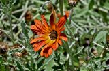Arctotis hybrida. Соцветие и верхушки листьев. Португалия, о-в Мадейра, южный склон плато Паул-да-Серра, ≈ 1000 м н.у.м., у дороги. 10.06.2026.
