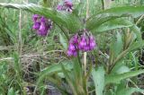 Symphytum officinale