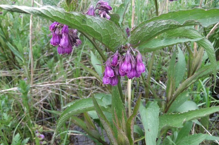 Изображение особи Symphytum officinale.