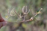 Trigonella striata. Верхушка побега с соплодиями. Кыргызстан, Джалал-Абадская обл., Тогуз-Тороуский р-н, дол. Тогуз-Торо, ок. с. Табылгыты; ≈ 1300 м н.у.м., предгорный полынно-злаковый луг. 06.07.2026.