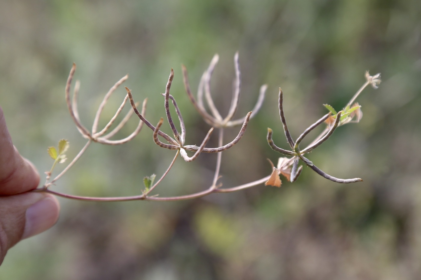 Image of Trigonella striata specimen.