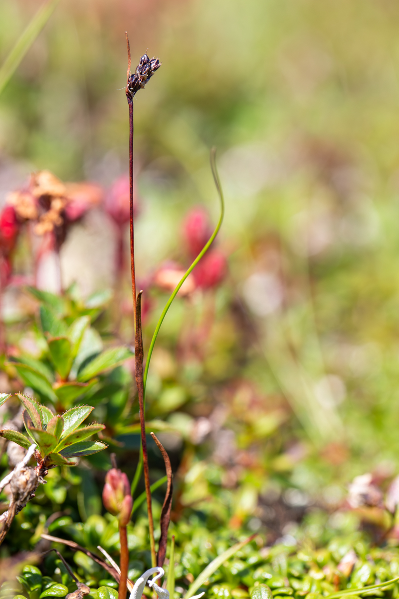 Изображение особи Luzula multiflora ssp. sibirica.
