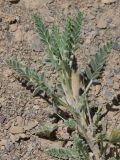 Astragalus lasiosemius. Верхушка веточки. Таджикистан, Горно-Бадахшанская автономная обл., Рушанский р-н, хр. Музкол, окр. Сарезского оз., Усойский завал, каменистый склон. 26 июня 2026 г.