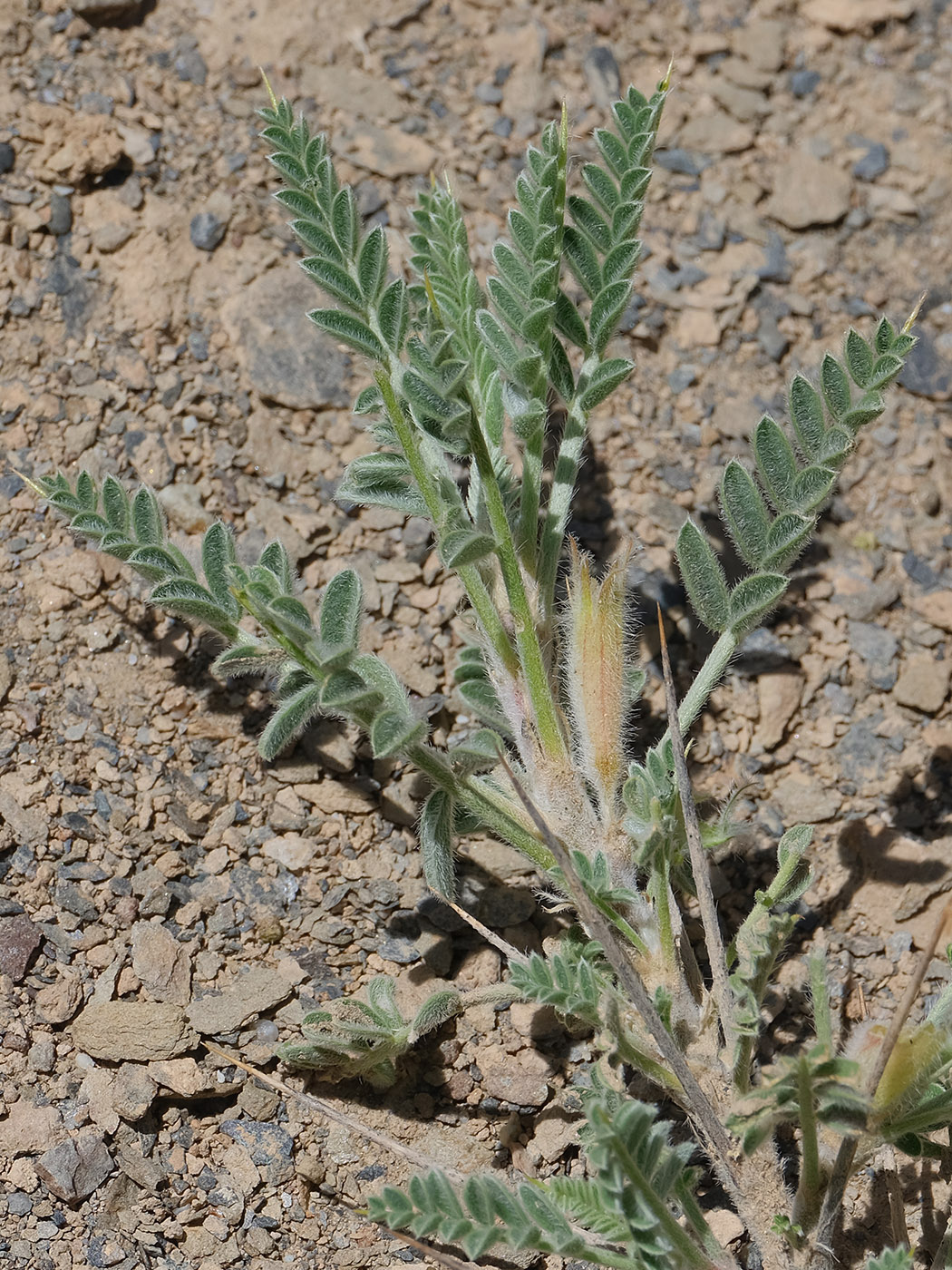Изображение особи Astragalus lasiosemius.