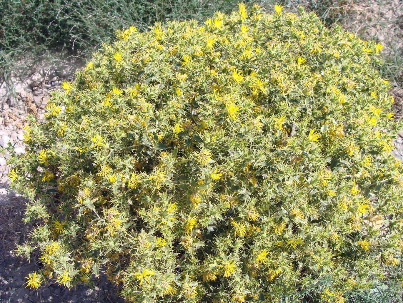 Изображение особи семейство Asteraceae.
