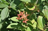 Viburnum burejaeticum. Зреющее соплодие. Приморский край, Шкотовский р-н, окр. с. Новонежино, кромка сырого луга. 08.08.2026.